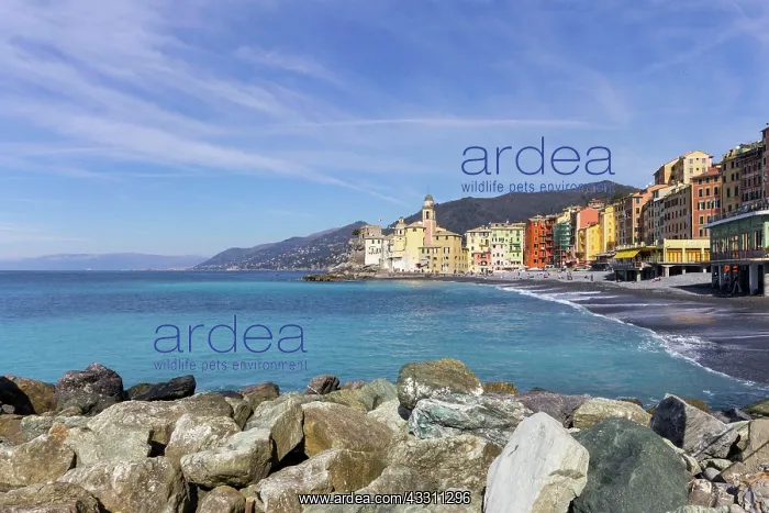 : 80184153 Beach Camogli, Liguria, Italy Agenzia : 80184153 Beach Camogli, Liguria, Italy Agenzia
