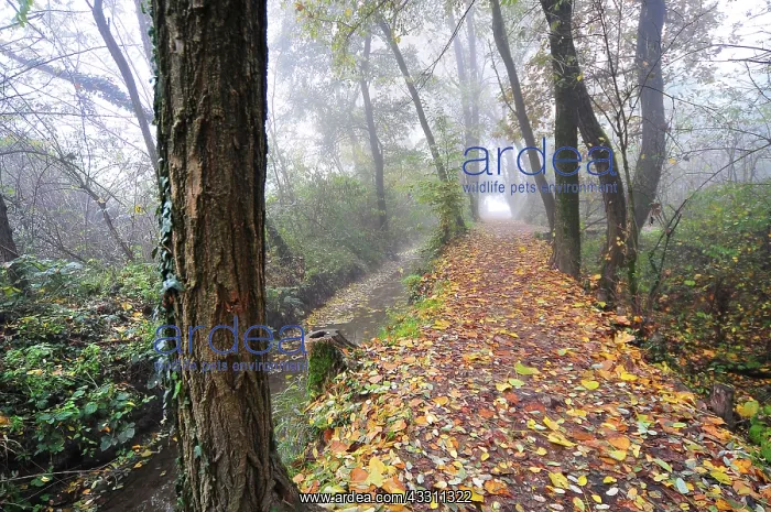 : 80184157 Woodland - Autumn Parco Agricolo Sud, Lombardia : 80184157 Woodland - Autumn Parco Agricolo Sud, Lombardia