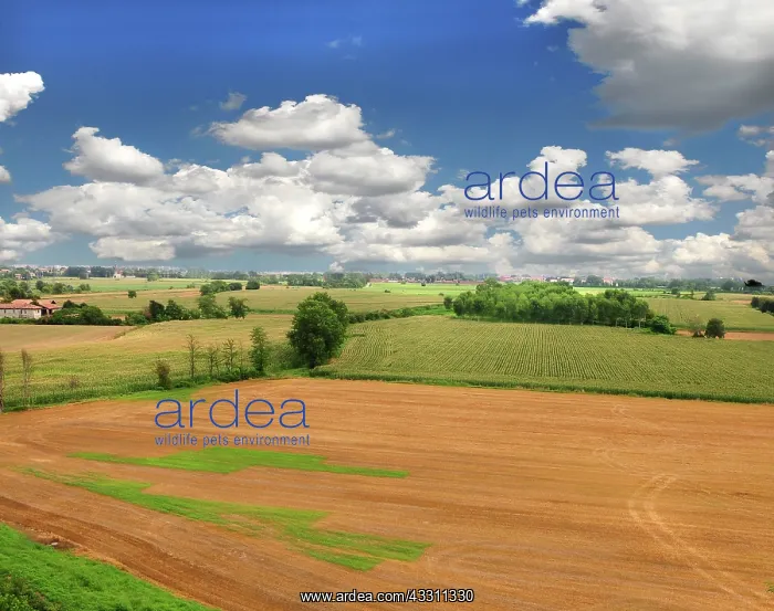 : 80184158 Fields Parco Agricolo Sud, Lombardia, Italy : 80184158 Fields Parco Agricolo Sud, Lombardia, Italy