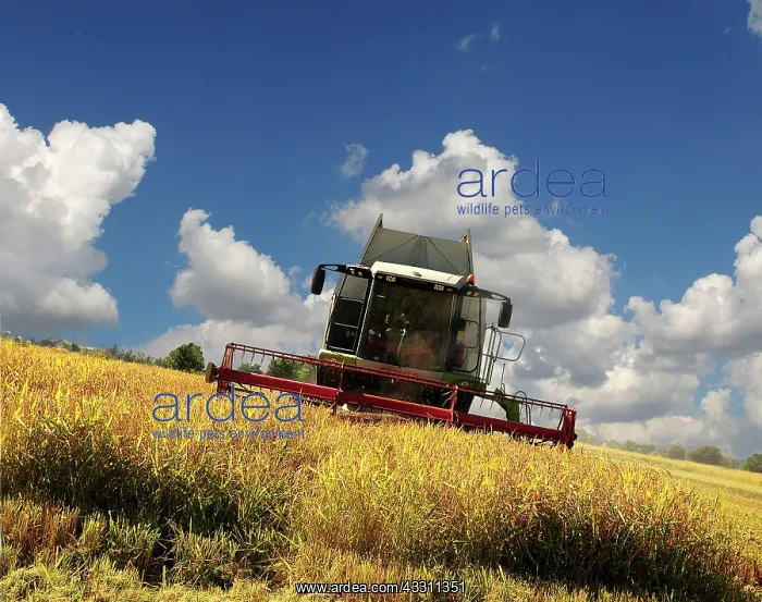 : 80184160 Crops - being harvested Parco Agricolo : 80184160 Crops - being harvested Parco Agricolo
