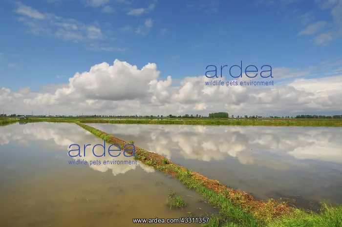  : 80184161 Rice Fields Parco Agricolo Sud, Lombardia