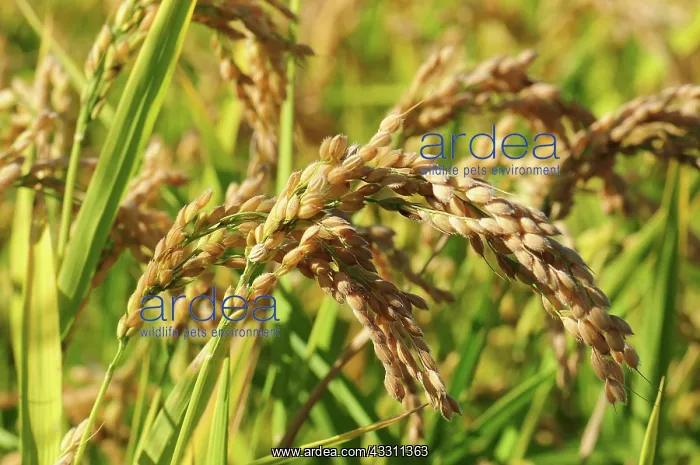 : 80184162 Rice Parco Agricolo Sud, Lombardia, Italy : 80184162 Rice Parco Agricolo Sud, Lombardia, Italy