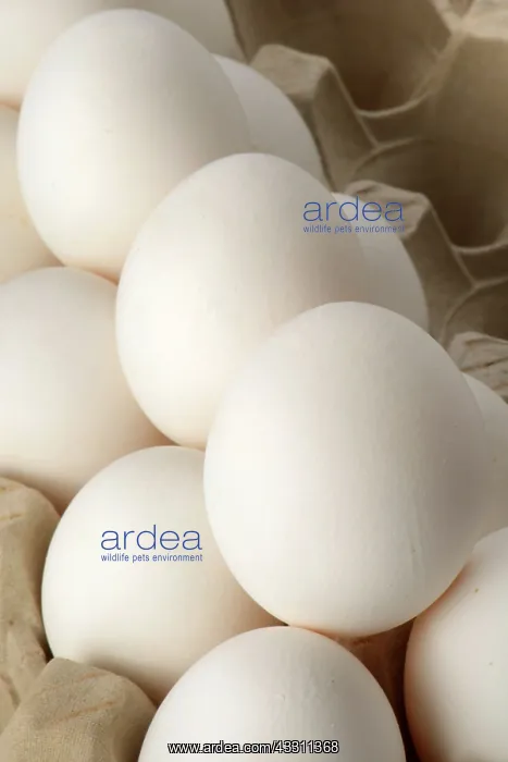 : 80184163 Eggs Agenzia Giornalistica Fotografica : 80184163 Eggs Agenzia Giornalistica Fotografica