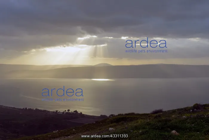 : 80184166 Israel, Lake of Tiberias / Sea of Galilee : 80184166 Israel, Lake of Tiberias / Sea of Galilee