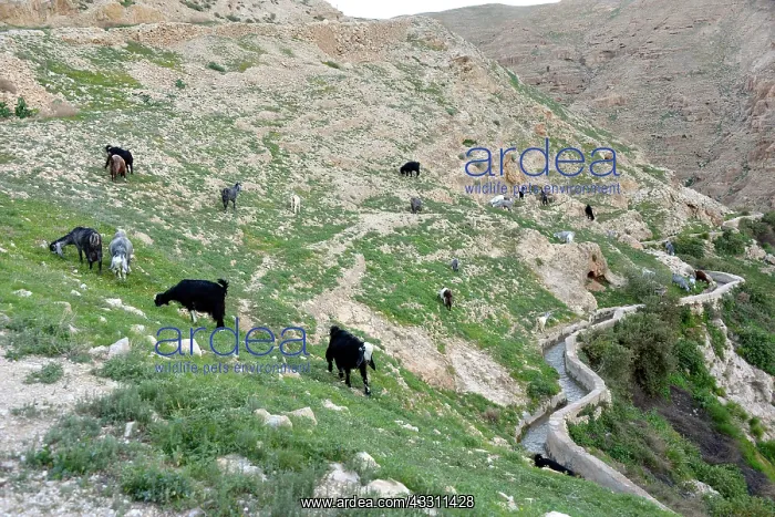 : 80184170 Goats West Bank, Israel Agenzia Giornalistica : 80184170 Goats West Bank, Israel Agenzia Giornalistica