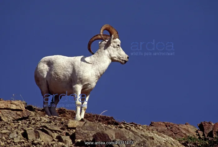 : 80184177 Dall Sheep Kenai Peninsula, Alaska Agenzia : 80184177 Dall Sheep Kenai Peninsula, Alaska Agenzia