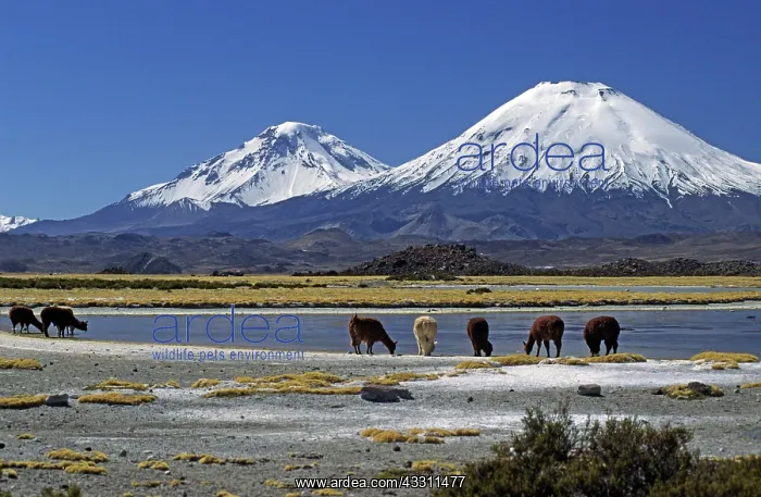 : 80184178 Alpacas - grazing - with the The Payachatas : 80184178 Alpacas - grazing - with the The Payachatas