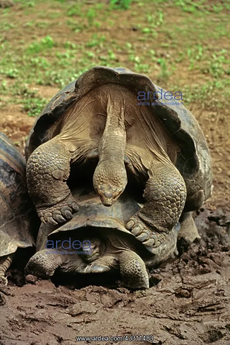 : 80184179 Giant Tortoise - mating Galapagos Islands : 80184179 Giant Tortoise - mating Galapagos Islands