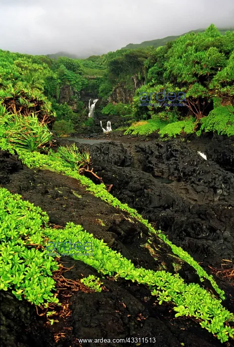 : 80184181 Lava - foilage and waterfalls 7 sacred : 80184181 Lava - foilage and waterfalls 7 sacred