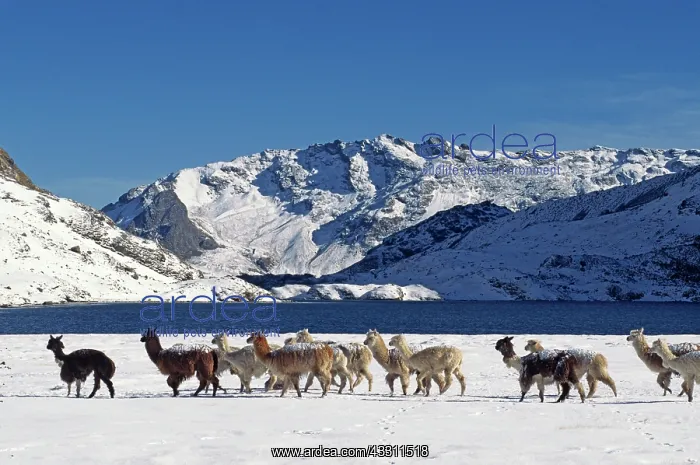 : 80184182 Alpacas - herd - in snow Laguna Jatun : 80184182 Alpacas - herd - in snow Laguna Jatun