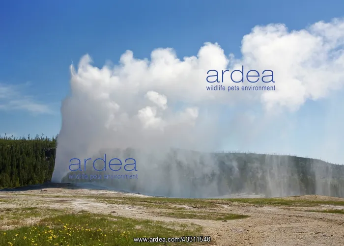 : 80184186 Old Faithful Geyser - erupts hourly sending : 80184186 Old Faithful Geyser - erupts hourly sending