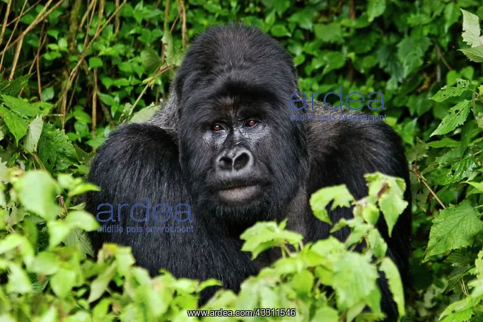 : 80184187 Gorilla - Gorundha of the Sabyinyo group : 80184187 Gorilla - Gorundha of the Sabyinyo group
