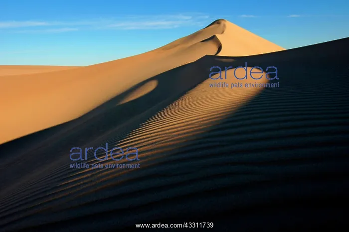 : 80184221 Desert Dunes - big sandy sea Egypt Agenzia : 80184221 Desert Dunes - big sandy sea Egypt Agenzia