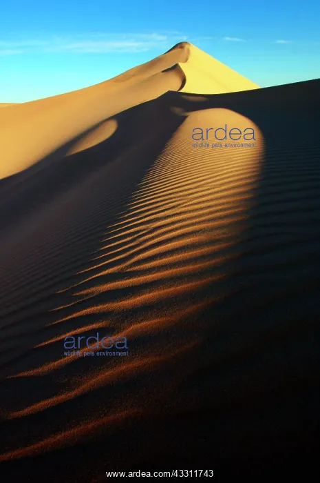 : 80184222 Desert Dunes - big sandy sea Egypt Agenzia : 80184222 Desert Dunes - big sandy sea Egypt Agenzia