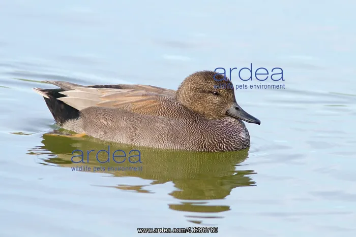 : 80184317 Gadwall - adult male (controlled conditions) : 80184317 Gadwall - adult male (controlled conditions)