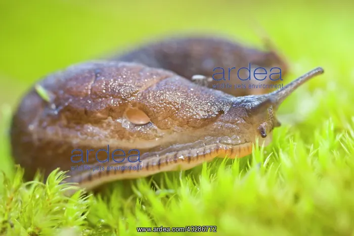 : 80184318 European Black Slug - on moss Allariz : 80184318 European Black Slug - on moss Allariz