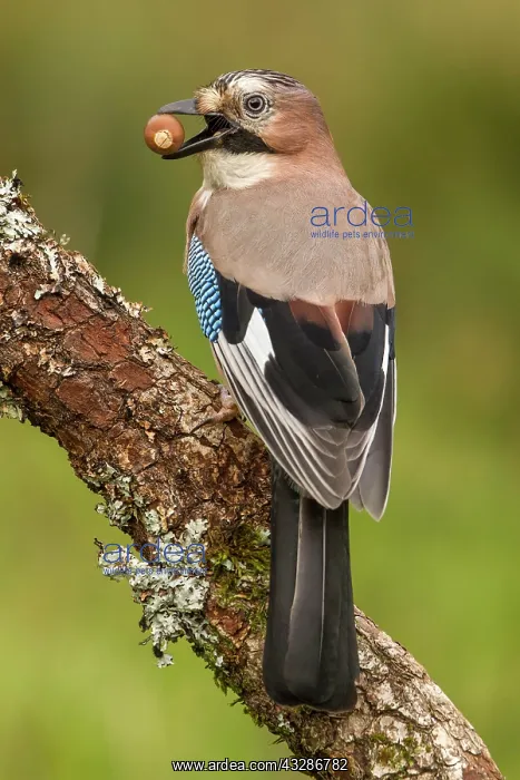 : 80184319 Eurasian Jay - perched on a branch with : 80184319 Eurasian Jay - perched on a branch with