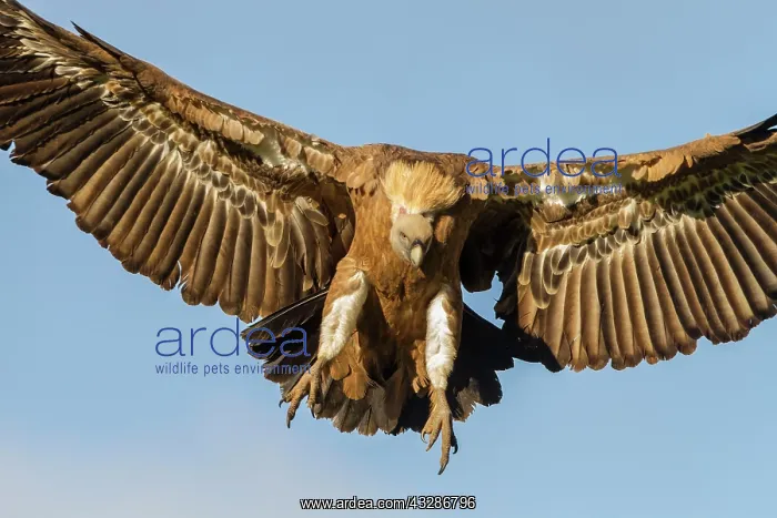 : 80184320 Griffon Vulture - adult in flight Cremenes : 80184320 Griffon Vulture - adult in flight Cremenes