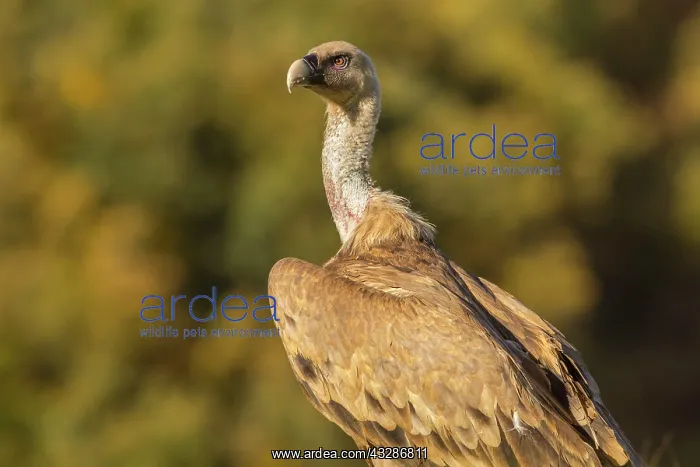 : 80184321 Griffon Vulture - adult portrait Cremenes : 80184321 Griffon Vulture - adult portrait Cremenes