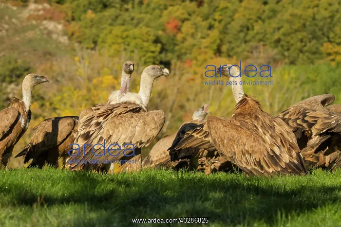 : 80184322 Griffon Vulture - group feeding Cremenes : 80184322 Griffon Vulture - group feeding Cremenes