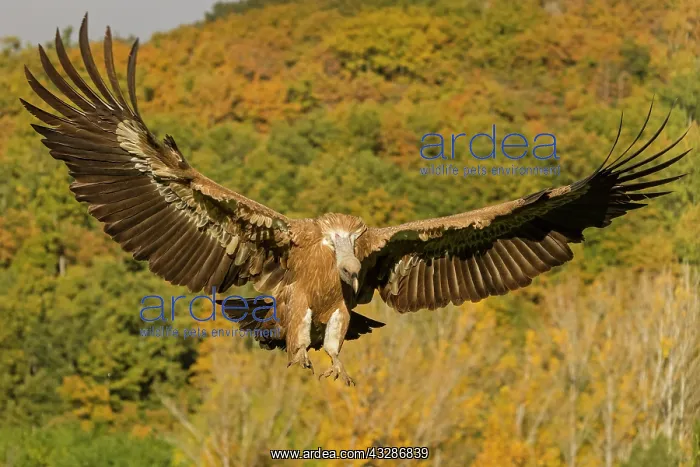 : 80184323 Griffon Vulture - adult in flight Cremenes : 80184323 Griffon Vulture - adult in flight Cremenes