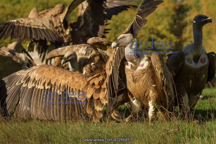 : 80184324 Griffon Vulture - group on field Cremenes : 80184324 Griffon Vulture - group on field Cremenes