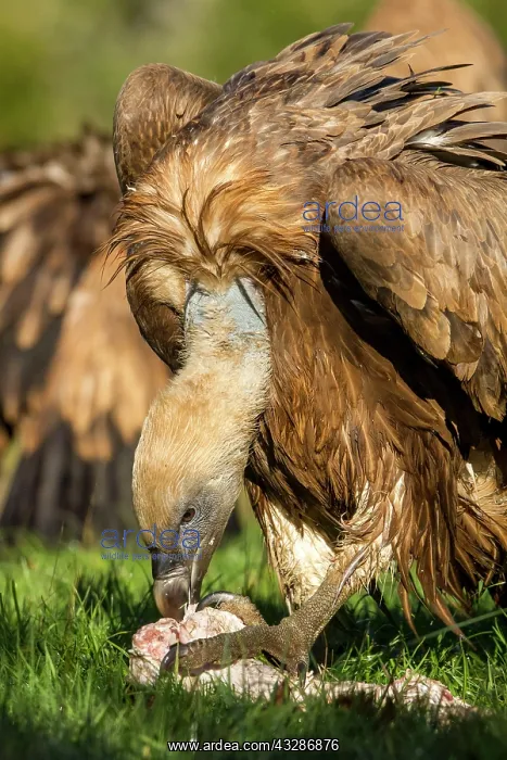 : 80184326 Griffon Vulture - young feeding Cremenes : 80184326 Griffon Vulture - young feeding Cremenes