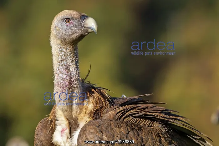 : 80184327 Griffon Vulture - adult portrait Cremenes : 80184327 Griffon Vulture - adult portrait Cremenes
