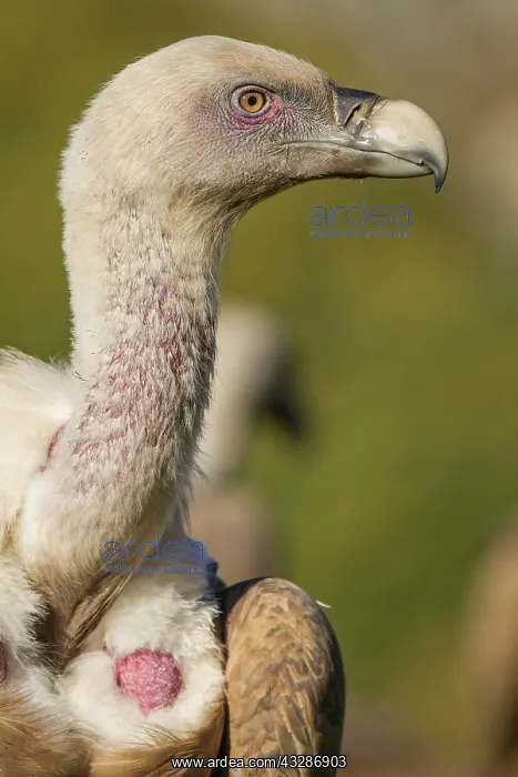 : 80184328 Griffon Vulture - adult portrait Cremenes : 80184328 Griffon Vulture - adult portrait Cremenes