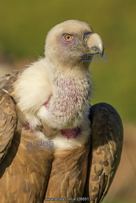 : 80184329 Griffon Vulture - adult portrait Cremenes : 80184329 Griffon Vulture - adult portrait Cremenes