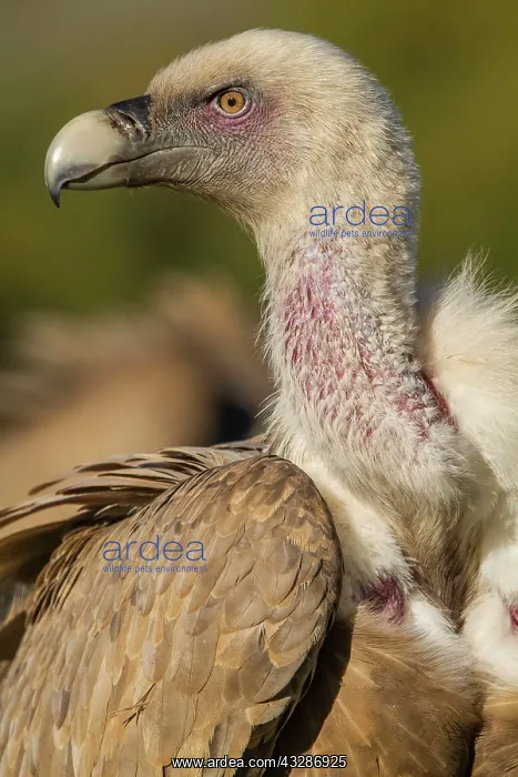 : 80184330 Griffon Vulture - adult portrait Cremenes : 80184330 Griffon Vulture - adult portrait Cremenes