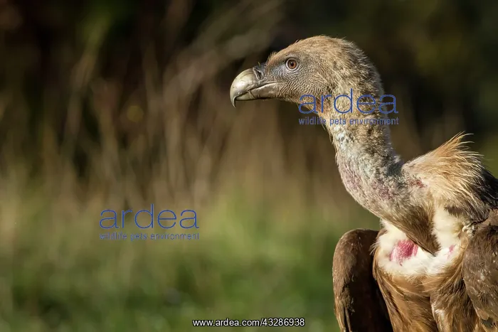  : 80184331 Griffon Vulture - adult portrait Cremenes