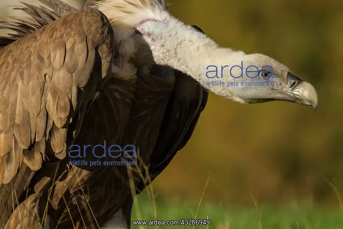 : 80184332 Griffon Vulture - adult portrait Cremenes : 80184332 Griffon Vulture - adult portrait Cremenes