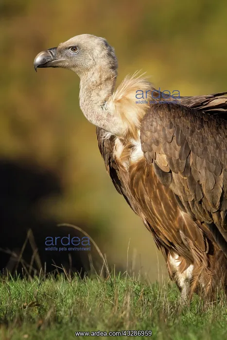 : 80184333 Griffon Vulture - young portrait Cremenes : 80184333 Griffon Vulture - young portrait Cremenes