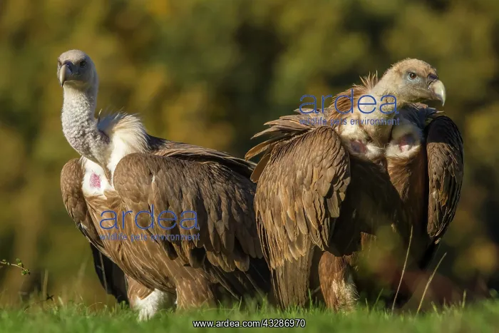 : 80184334 Griffon Vulture - adult portrait Cremenes : 80184334 Griffon Vulture - adult portrait Cremenes