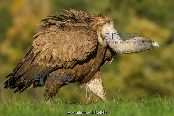 : 80184335 Griffon Vulture - adult walking Cremenes : 80184335 Griffon Vulture - adult walking Cremenes