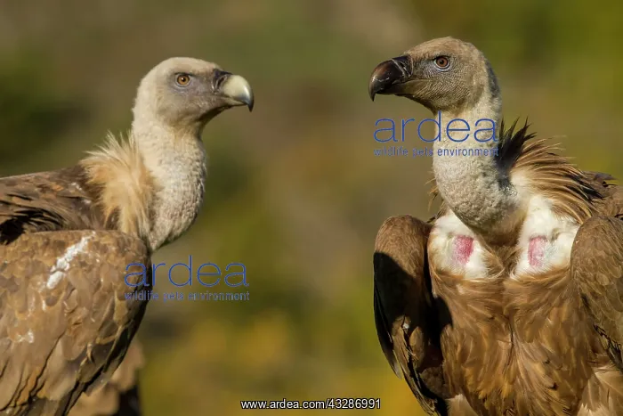 : 80184336 Griffon Vulture - adult and young portrait : 80184336 Griffon Vulture - adult and young portrait