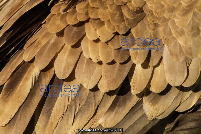 : 80184337 Griffon Vulture - detail of feathers Cremenes : 80184337 Griffon Vulture - detail of feathers Cremenes