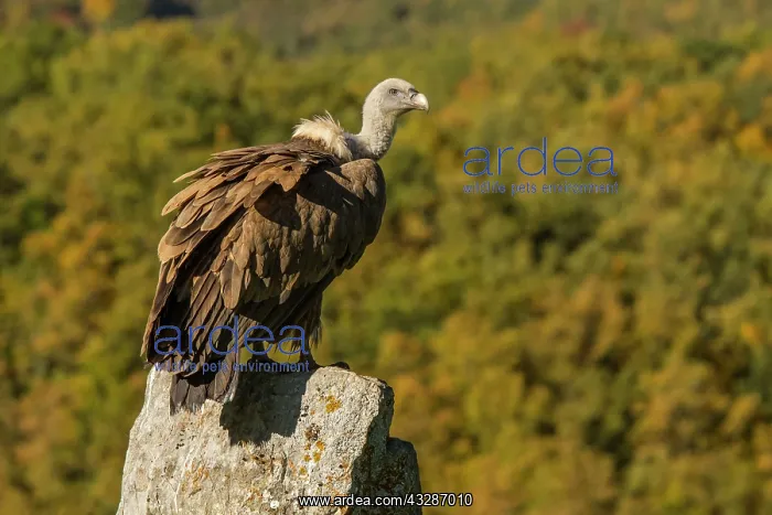  : 80184338 Griffon Vulture - adult perched on stone