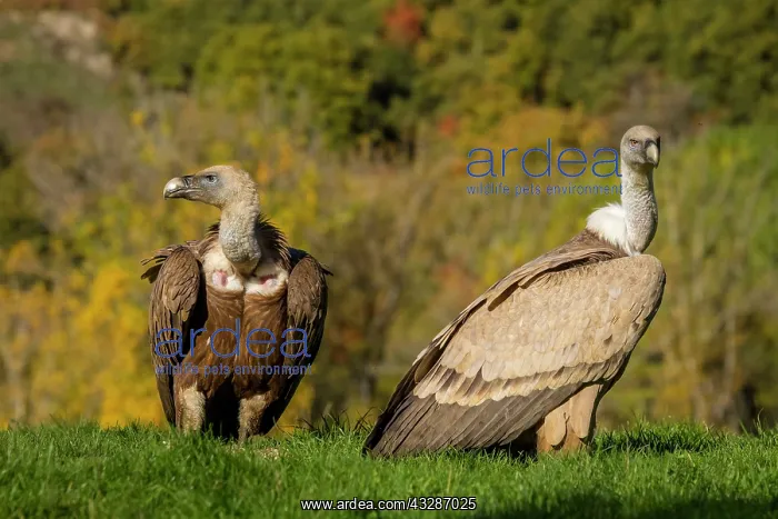  : 80184339 Griffon Vulture - adult and young portrait