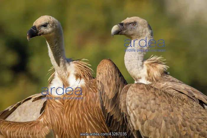 : 80184340 Griffon Vulture - adult and young portrait : 80184340 Griffon Vulture - adult and young portrait