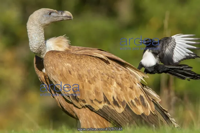 : 80184341 Griffon Vulture - adult feeding with Magpie : 80184341 Griffon Vulture - adult feeding with Magpie