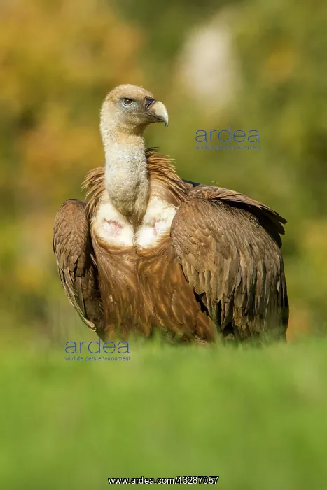 : 80184342 Griffon Vulture - adult portrait Cremenes : 80184342 Griffon Vulture - adult portrait Cremenes
