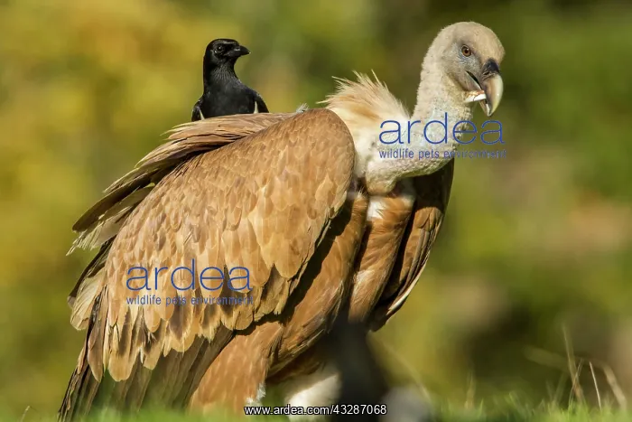 : 80184343 Griffon Vulture - adult feeding with Magpie : 80184343 Griffon Vulture - adult feeding with Magpie