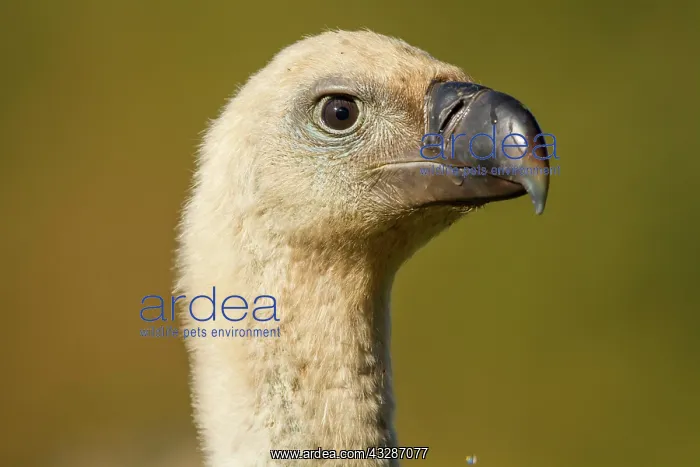 : 80184344 Griffon Vulture - young portrait Cremenes : 80184344 Griffon Vulture - young portrait Cremenes