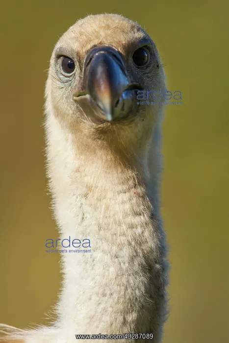 : 80184345 Griffon Vulture - young portrait Cremenes : 80184345 Griffon Vulture - young portrait Cremenes