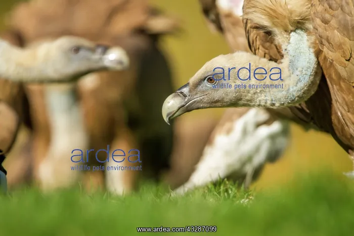 : 80184346 Griffon Vulture - adult portrait Cremenes : 80184346 Griffon Vulture - adult portrait Cremenes