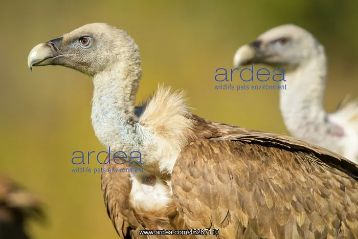 : 80184347 Griffon Vulture - adult portrait Cremenes : 80184347 Griffon Vulture - adult portrait Cremenes