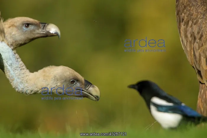 : 80184348 Griffon Vulture - adult portrait with Magpie : 80184348 Griffon Vulture - adult portrait with Magpie