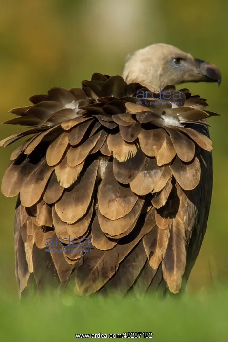 : 80184349 Griffon Vulture - young back feathers Cremenes : 80184349 Griffon Vulture - young back feathers Cremenes
